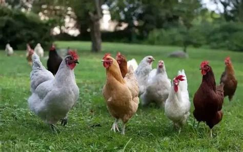 Mga video ng manok na itim.